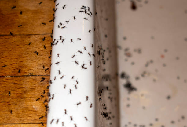 Best Pest Removal Services  in Campbellsport, WI